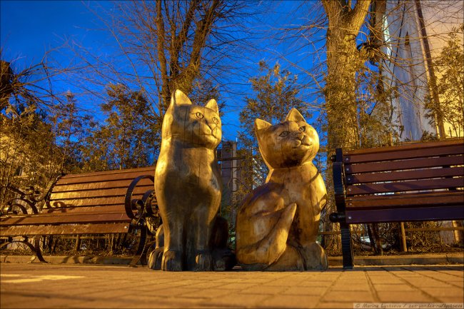 Коты в Калининграде. Нашествие