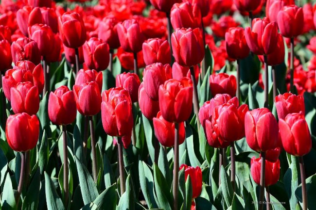 Виртуальный Парад тюльпанов в Никитском саду Крыма