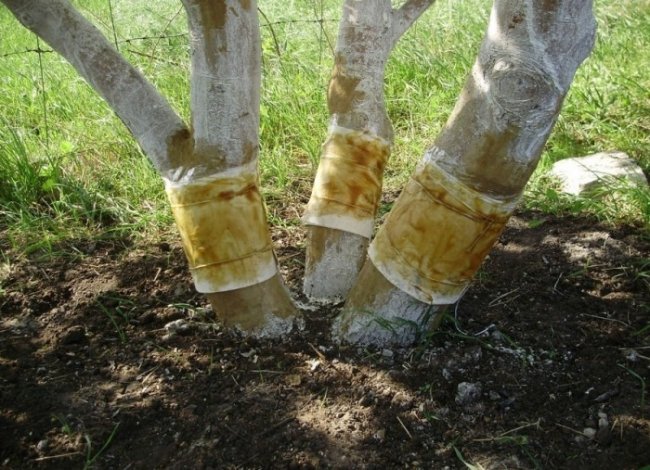 Ловчий пояс для дерева своими руками (5 фото)