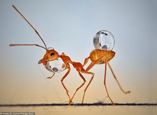 Удивительные фотографии муравьев
