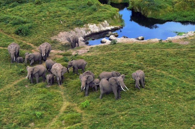 Всемирный день слонов 2020