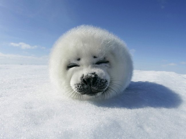 Гренландские тюлени