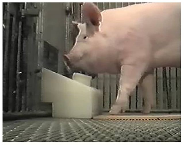 Ученые из США научили свиней играть в видеоигры (3 фото)