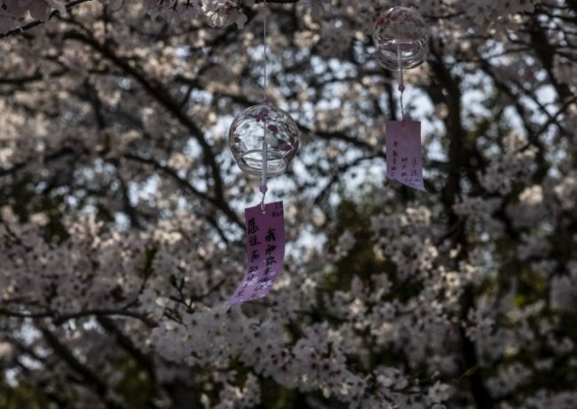 Фестиваль цветения сакуры в Китае