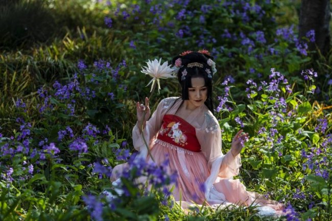Фестиваль цветения сакуры в Китае