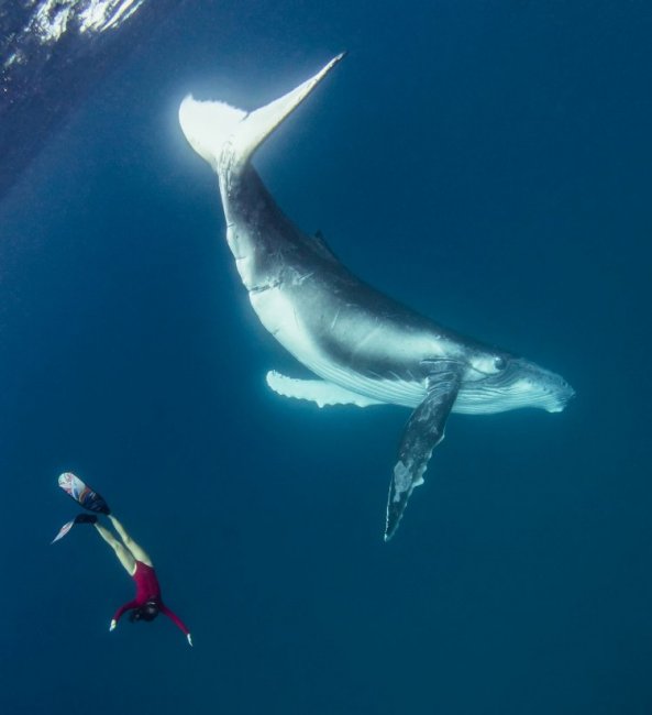 Фридайвер плавает с огромными китами