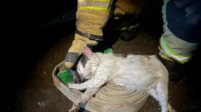 Кот Пузик спас хозяина во время пожара