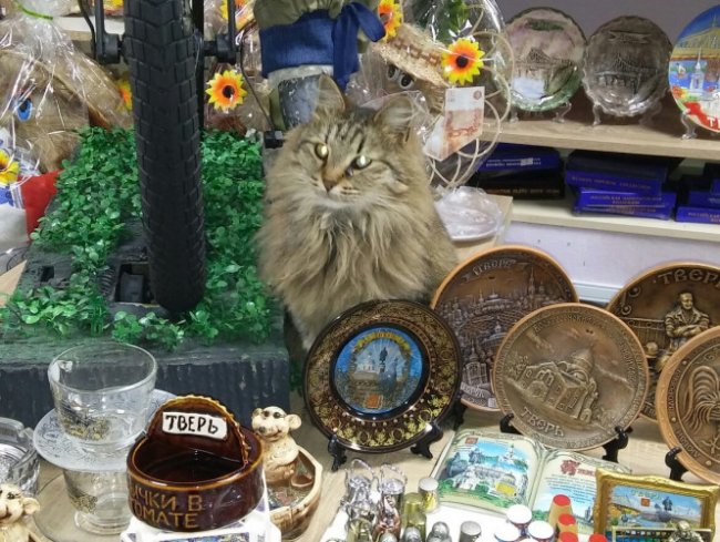 В Твери умерла кошка Котя, ставшая неофициальным брендом города