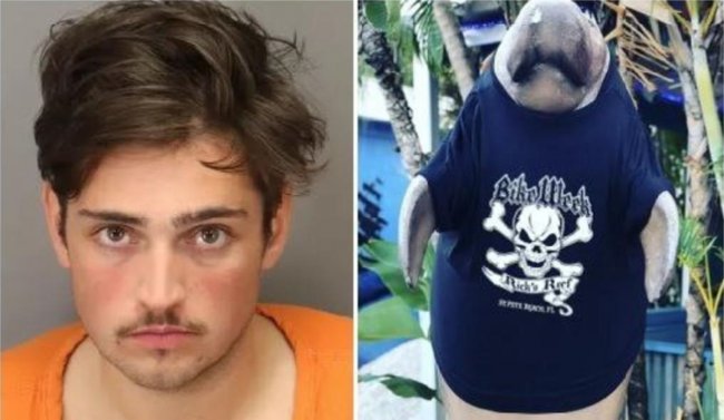 Турист изнасиловал статую ламантина во Флориде