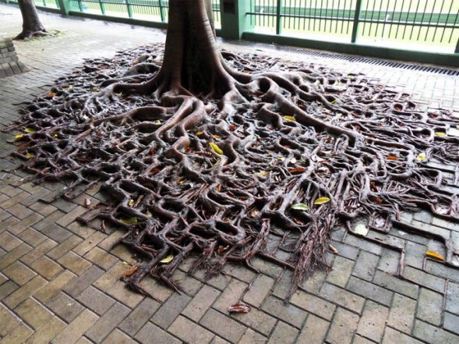 Необычный рост корней дерева