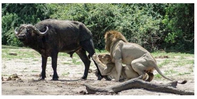 Как лев львице на охоте помогал