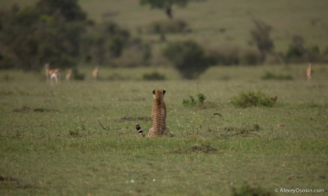 Съемка гепарда в дикой природе