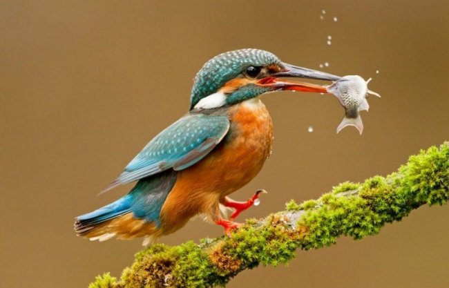 Удивительные снимки птиц