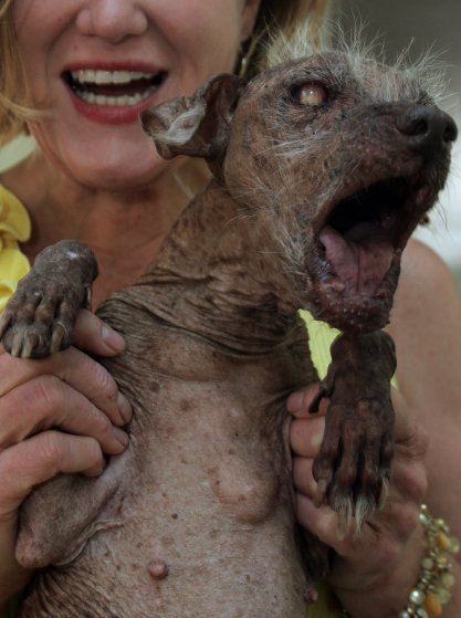 В Калифорнии выбрали самую несимпатичную собаку