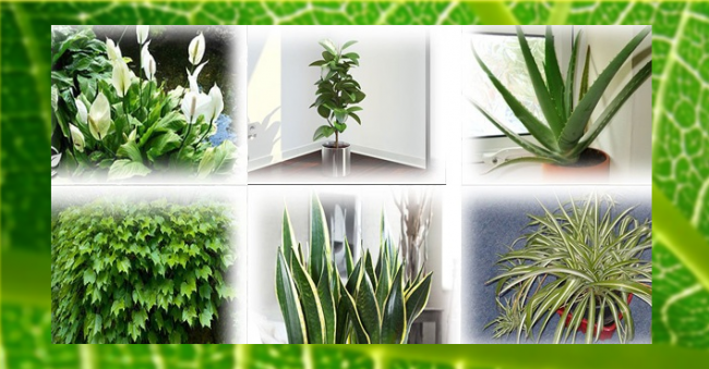 Комнатные растения – природные очистители воздуха
