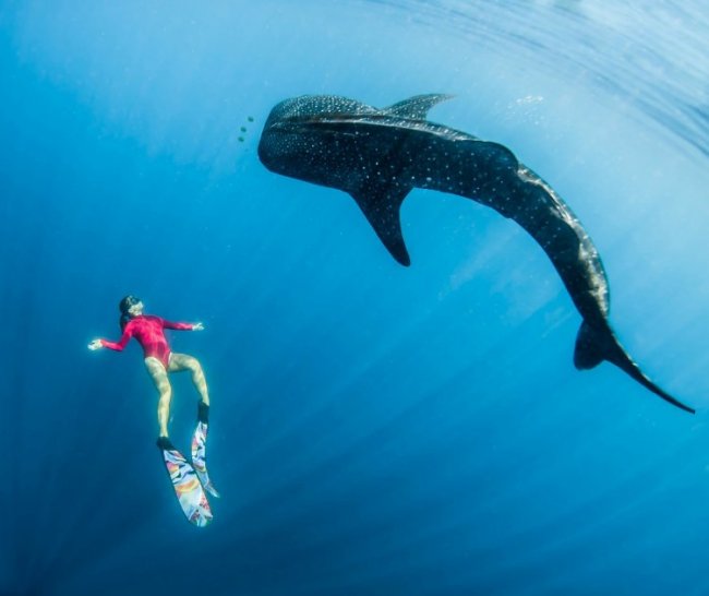 Фридайвер плавает с огромными китами